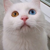 Юлия